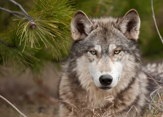 The calm gaze of a grey wolf
