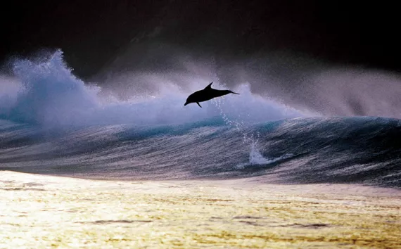Surfing with dolphins