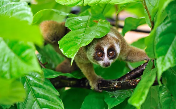 slow lorris