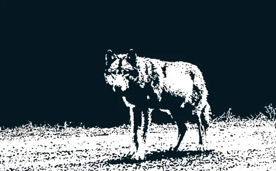 Celebrity wolf OR7 may be “too famous to kill,” but his pups will need to watch out if they wander into the wrong state