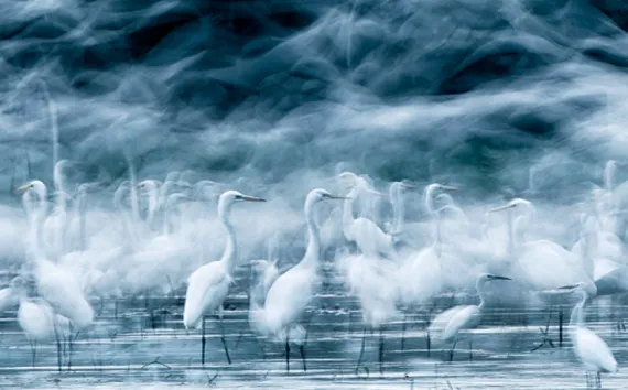 Egrets gather on a floodplain in Danube-Drava National Park, Hungary.