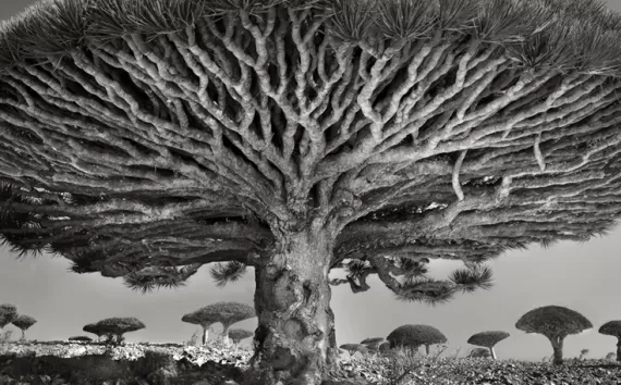 These spooky trees are endemic to the island of Socotra.