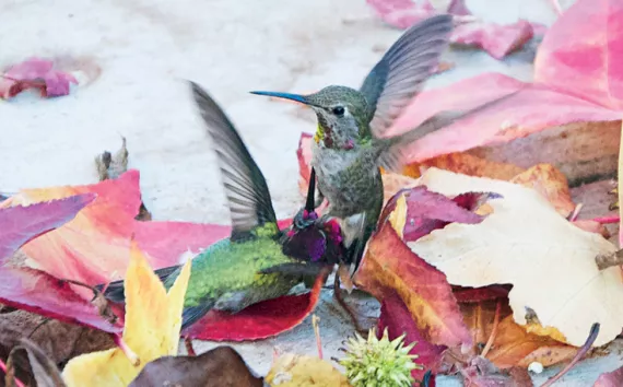 Male Anna's hummingbirds become fiercely territorial at the start of the breeding season. These male hummingbirds are fighting.