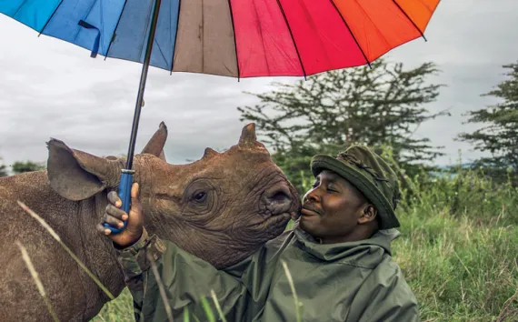 John Kamara tends to an endangered black rhinoceros at Kenya's Lewa Wildlife Conservancy.