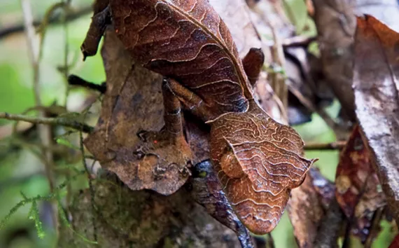 In Madagascar, the satanic leaf-tailed gecko can hide from predators but not from purveyors of exotic pets.
