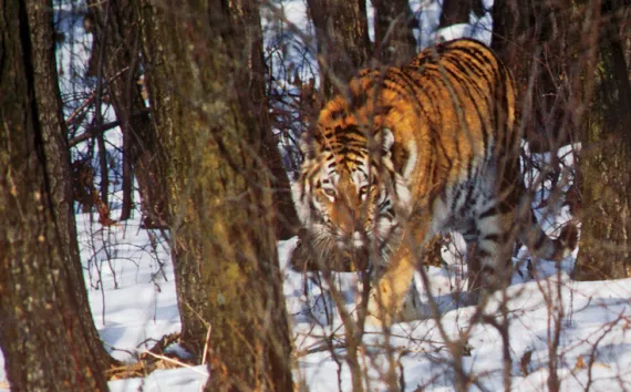  Lumber Liquidators was turning virgin trees from the world's last Siberian tiger habitat into floorboards. 