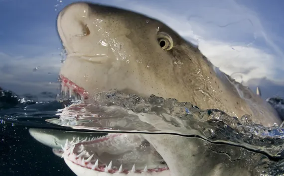 A lemon shark (Negaprion brevirostris) at the surface in the Bahamas.