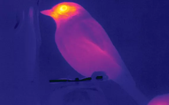 A thermal imaging of birds helps measure their stress levels.