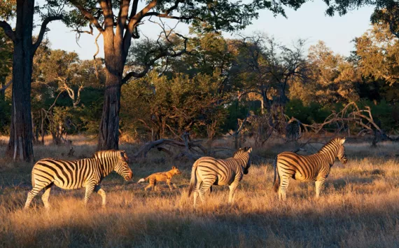 An African wild dog stalks Burchell's zebras in Botswana's Linyanti Wildlife Reserve.