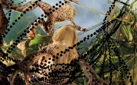 Common toad (Bufo bufo) in with strings of toadspawn