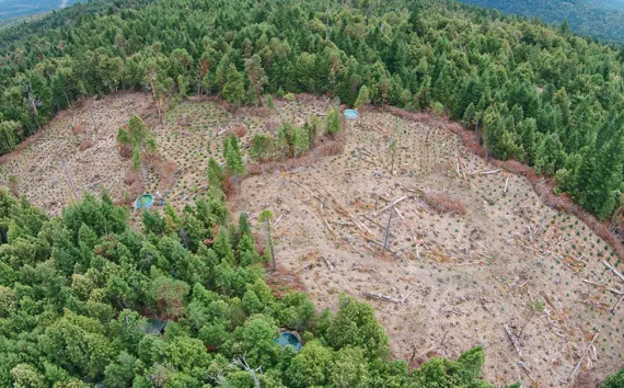 Aerial photo of an approximately 6-acre illegal marijuana grow site near the Hoopa Indian reservation in Humboldt County, Calif.