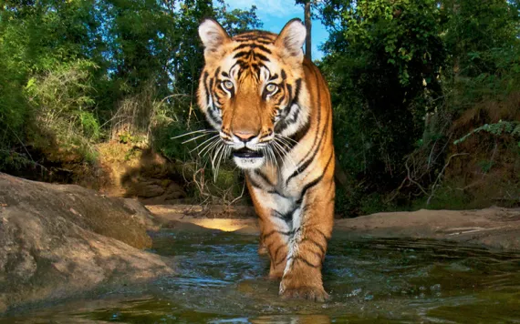 A camera trap captures a tiger at Bandhavgarh National Park, India.