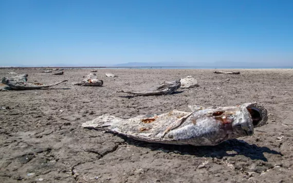 Without an adequate water supply, the receding Salton Sea leaves behind dead fish and toxic, asthma-inducing dust.