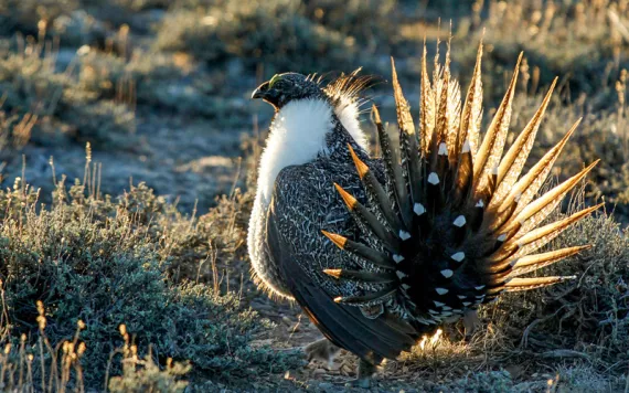 The greater sage-grouse requires lots of open country--drilling pads won't do.