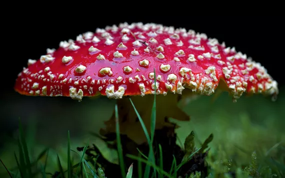 A fly agaric mushroom