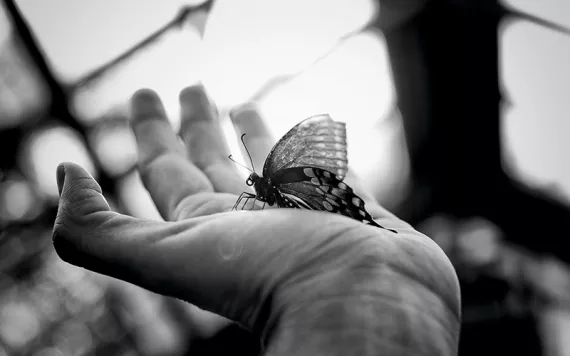 Close-up of a butterfly atop a human palm
