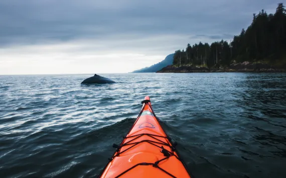 The front tip of a kayak points toward the back of a whale in the distance. To the right is a Haida Gwaii island with many trees.