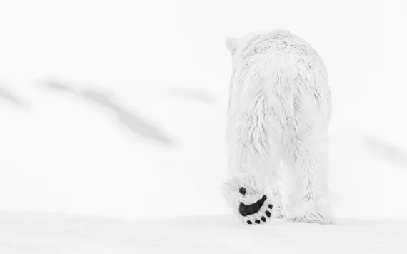 A polar bear walks away from the camera in the snow.