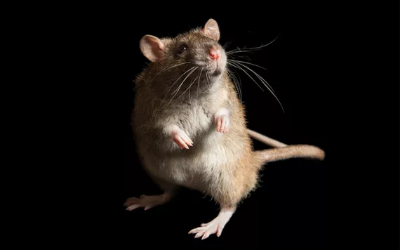 Close-up of a rat on it hind feet.