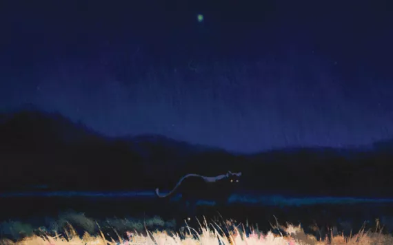 Illustration shows a field at night and the outline of a critter with glowing eyes.
