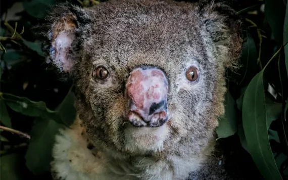 Closeup of a koala's face. His nose is badly burned.