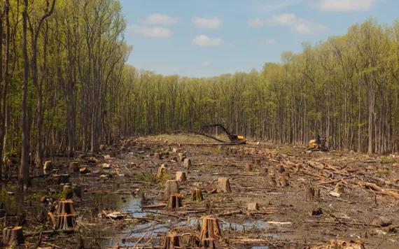 A large section of clearcut forest in a swampy area of southeastern USA.