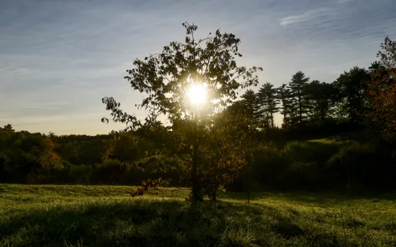 he sun shines through the branches of a chestnut tree in a meadow.