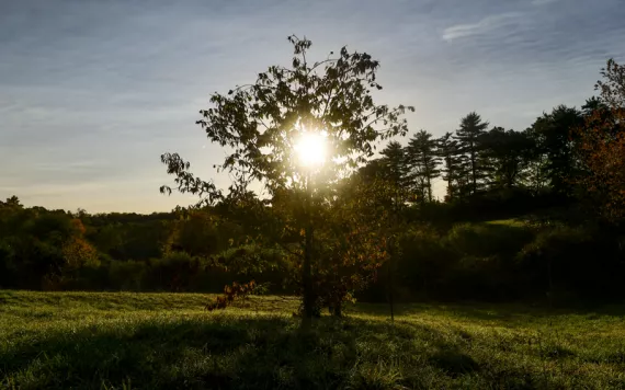 he sun shines through the branches of a chestnut tree in a meadow.
