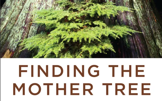 Finding the Mother Tree