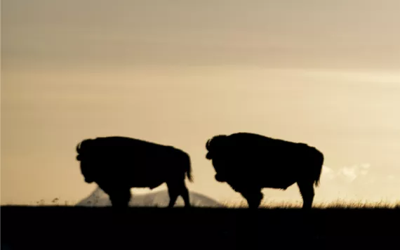 Four bison in a field at dusk.