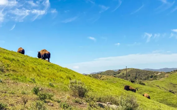 Very green hills, very blue sky, and a few small brown lumps in the distance which are bison. 