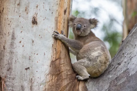 Koala in a tree