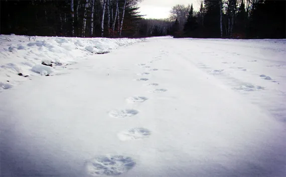 Tracks