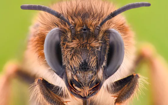 Extreme magnification of honeybee.