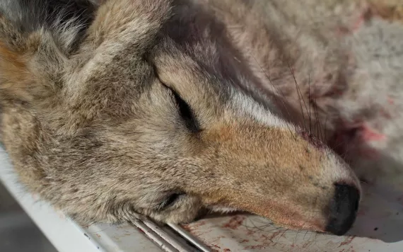 Coyote victim of a killing contest