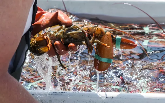 A gloved hand pulls a lobster from a tank. 