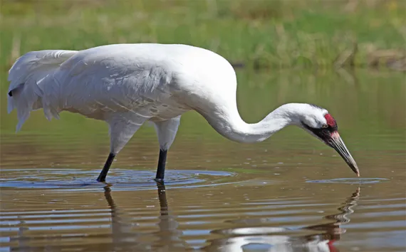 Whooping Crane