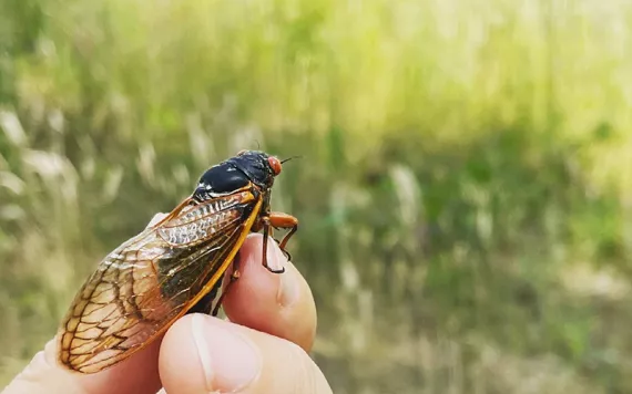 Image of a cicada with ruby red eyes on a hand in front of green grass