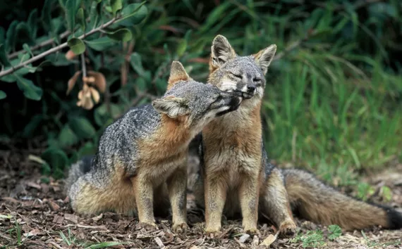 Channel Island foxes