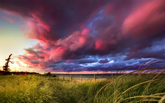 Dramatic purple and blue sky over a horizon of waving beach grass