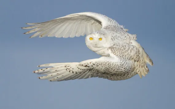 Snowy Owl Flying