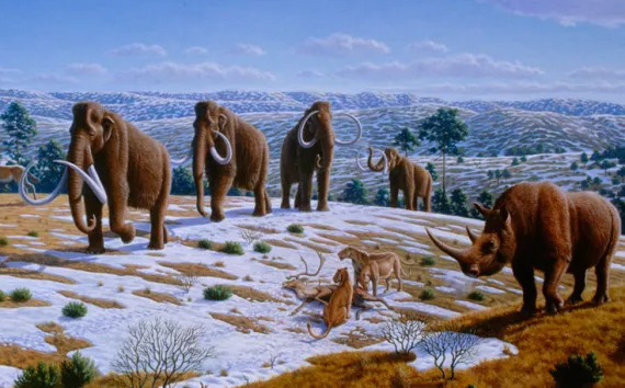 Mammoths