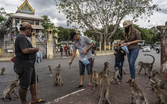 A group of people hand-feed macaques on a street in Thailand.