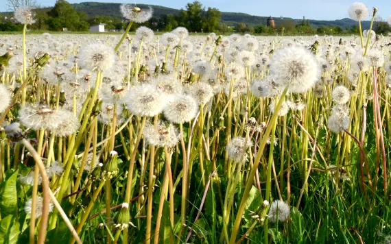 Field of dandelions with big puffy seed heads all ready to explode