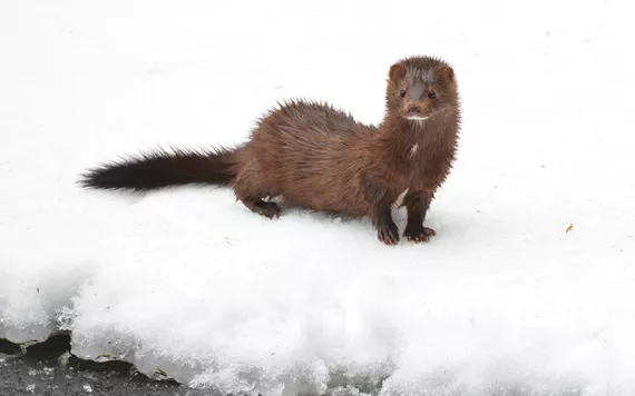 Dark brown furry wild mink staring at the camera against a snowy white background.