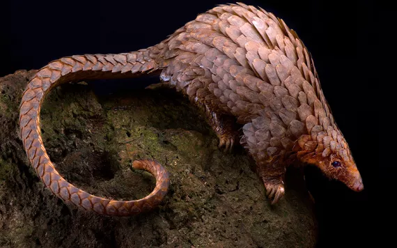Beautiful pinky-purple pangolin with overlapping scales and a curved tail against a dark background. 