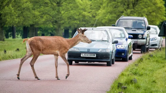 Deer crossing the road