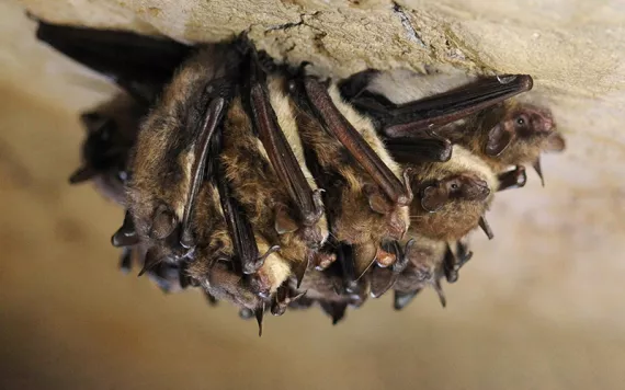Small adorable group of little brown bats hanging off the roof of a cave