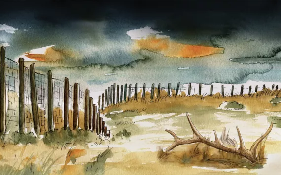 Watercolor illustration shows a wooden and metal fence and an elk antler lying on the ground.