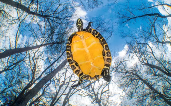 The underside of a yellow and black turtle, looking up through the clear water at trees and blue sky overhead.